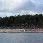 Fåglarna återvänder till fågelskären