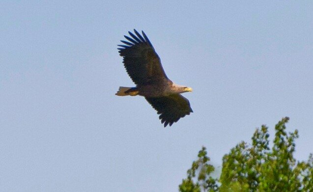 Adult havsörn, Haliaeetus albicilla. Den vuxna fågeln känns igen på det ljusa huvudet och den vita stjärten. Foto: Mikael Solebris