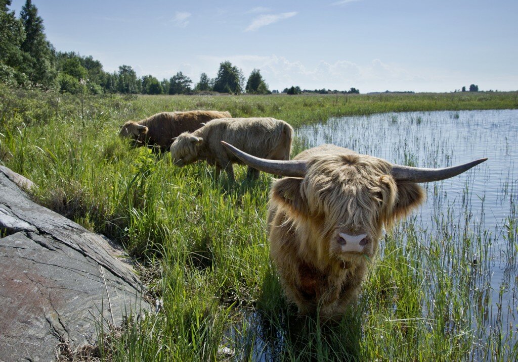 Betesdjur på Vithall i Lurö skärgård (foto: Mikael Solebris)