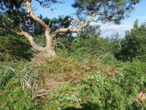 En semi-artificiell boplattform avsedd för havsörn (Haliaeetus albicilla) / Semi-artificial nest platform built for White-tailed eagle (Foto Johan Bohlin)