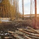Efter avverkningarna når ljuset återigen in i områden som tidigare varit betade i projektområdets södra kant mot Djupsundsholmarna.